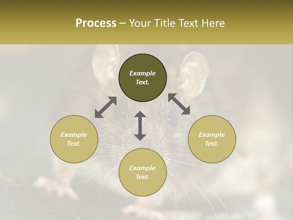 A Brown Rat Sitting On Top Of A Table PowerPoint Template