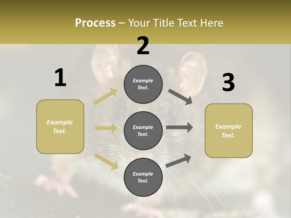 A Brown Rat Sitting On Top Of A Table PowerPoint Template