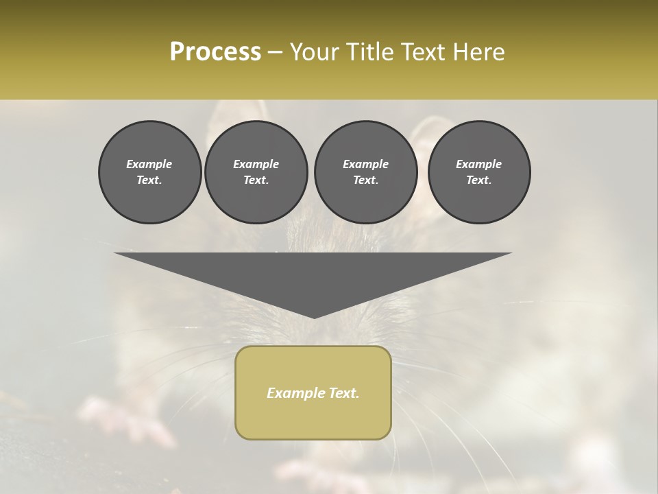 A Brown Rat Sitting On Top Of A Table PowerPoint Template