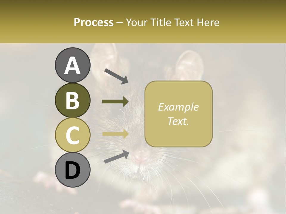 A Brown Rat Sitting On Top Of A Table PowerPoint Template