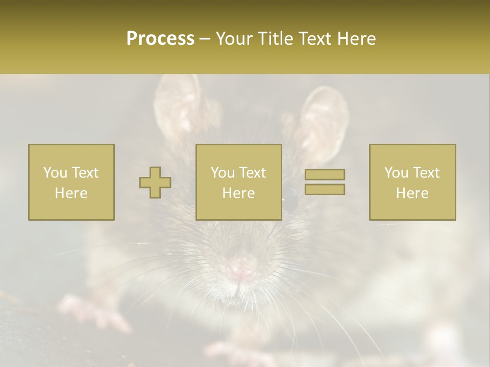 A Brown Rat Sitting On Top Of A Table PowerPoint Template