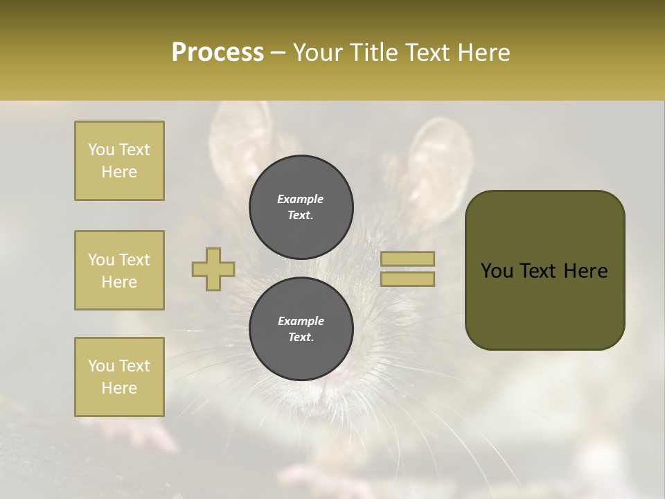 A Brown Rat Sitting On Top Of A Table PowerPoint Template