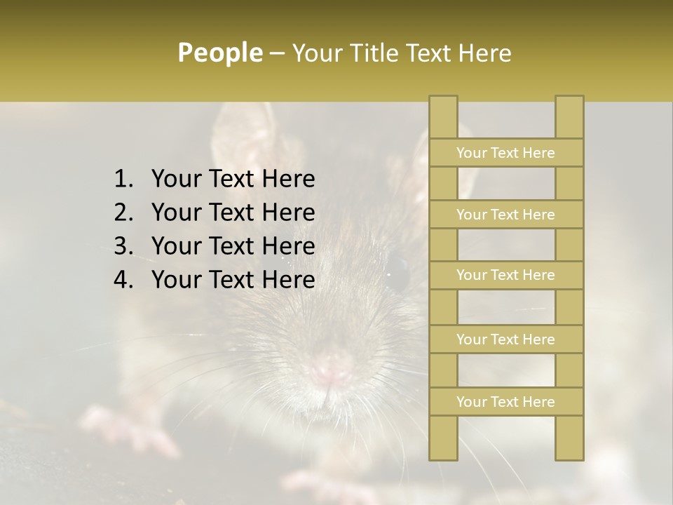 A Brown Rat Sitting On Top Of A Table PowerPoint Template