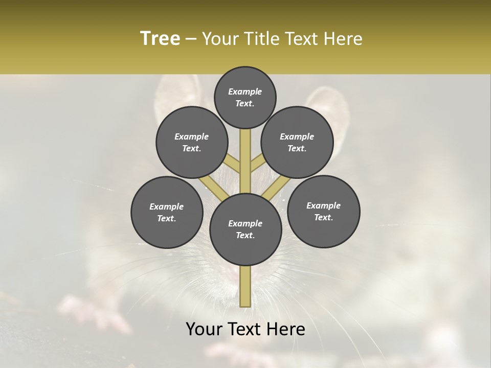 A Brown Rat Sitting On Top Of A Table PowerPoint Template