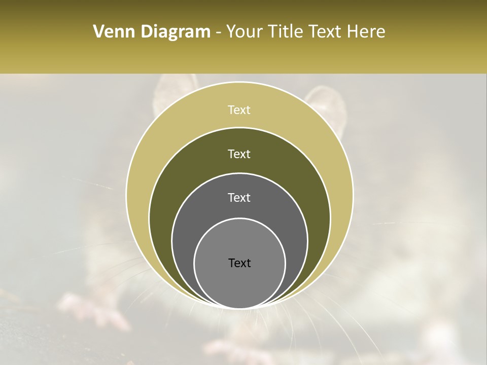 A Brown Rat Sitting On Top Of A Table PowerPoint Template