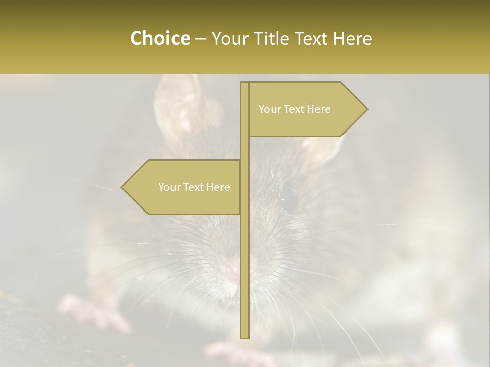 A Brown Rat Sitting On Top Of A Table PowerPoint Template