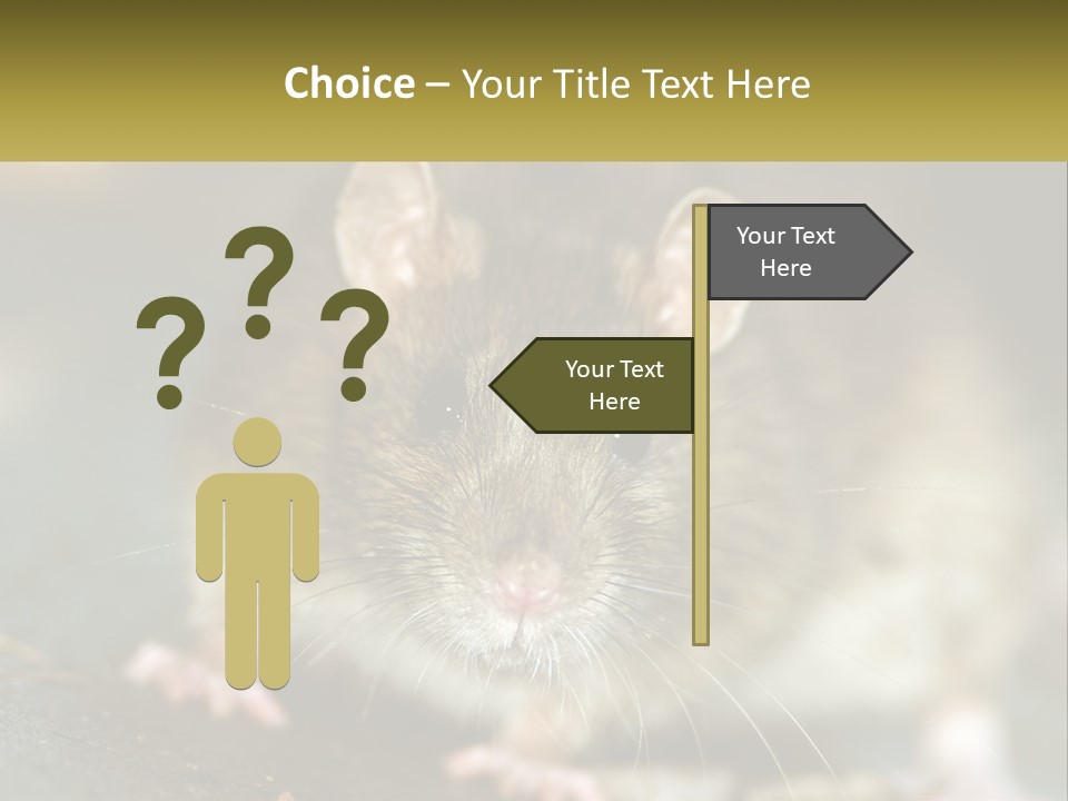 A Brown Rat Sitting On Top Of A Table PowerPoint Template