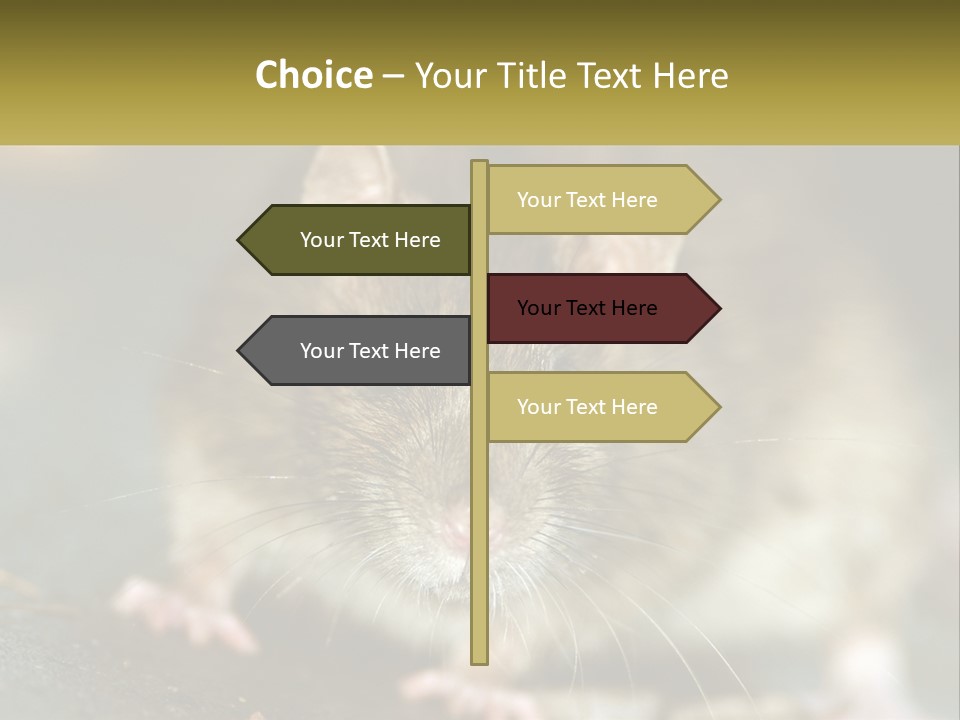 A Brown Rat Sitting On Top Of A Table PowerPoint Template