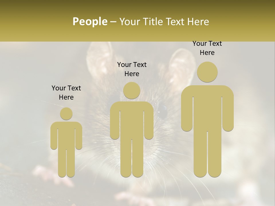 A Brown Rat Sitting On Top Of A Table PowerPoint Template