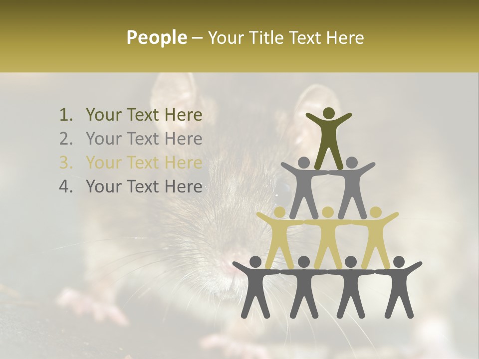A Brown Rat Sitting On Top Of A Table PowerPoint Template