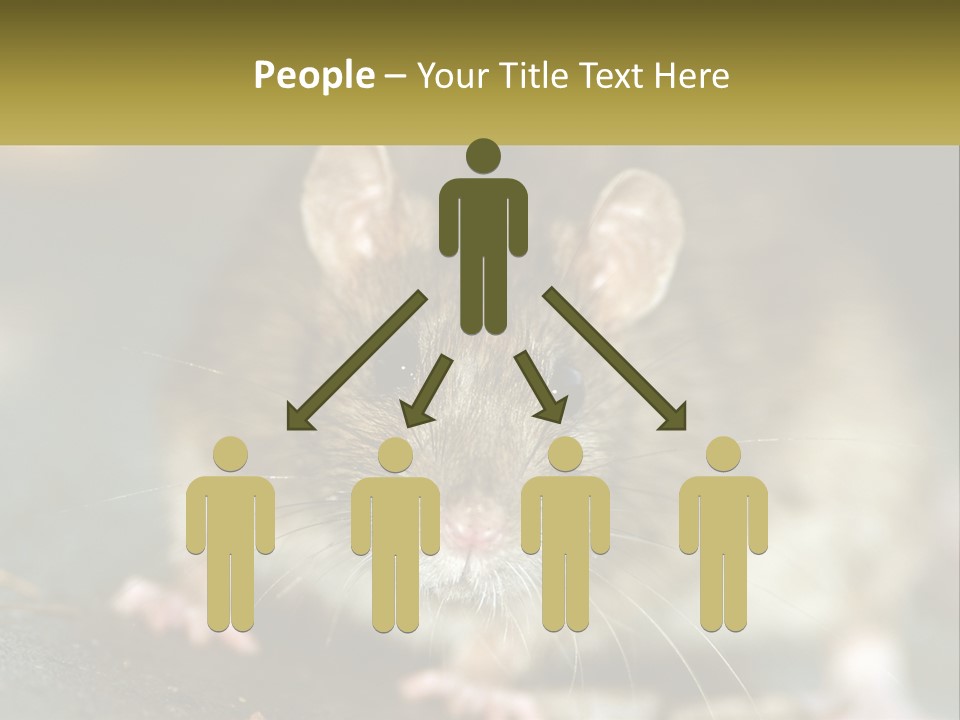 A Brown Rat Sitting On Top Of A Table PowerPoint Template