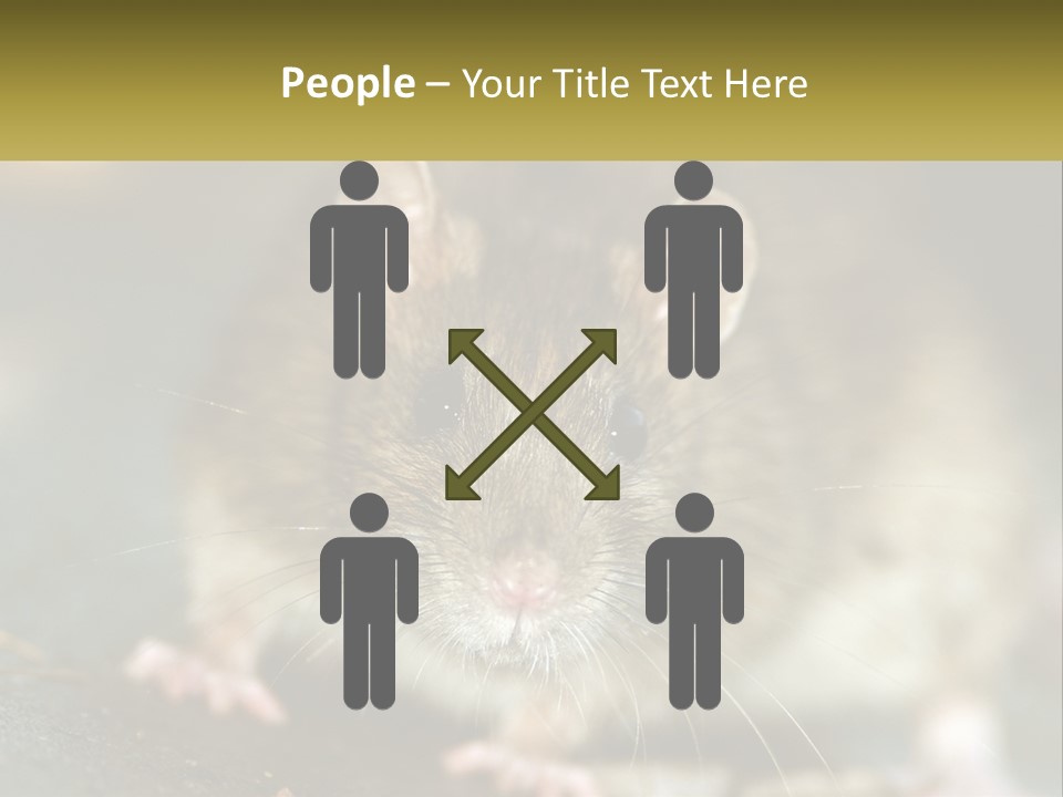 A Brown Rat Sitting On Top Of A Table PowerPoint Template