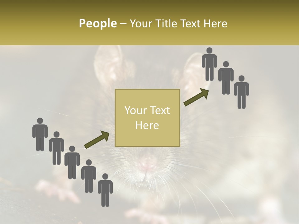 A Brown Rat Sitting On Top Of A Table PowerPoint Template