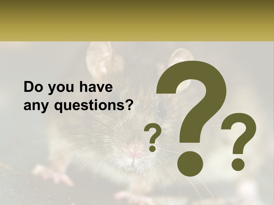 A Brown Rat Sitting On Top Of A Table PowerPoint Template