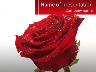 A Red Rose With Drops Of Water On It PowerPoint Template