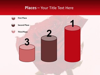 A Red Rose With Drops Of Water On It PowerPoint Template