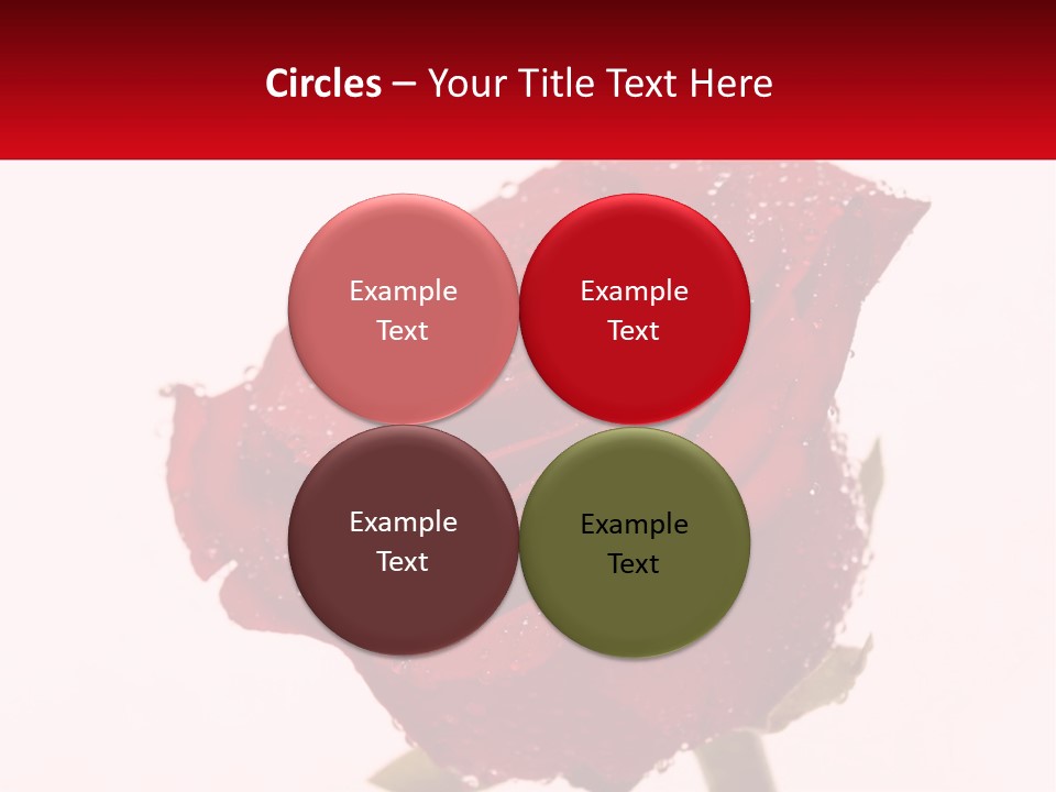 A Red Rose With Drops Of Water On It PowerPoint Template