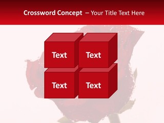 A Red Rose With Drops Of Water On It PowerPoint Template