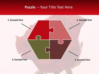 A Red Rose With Drops Of Water On It PowerPoint Template