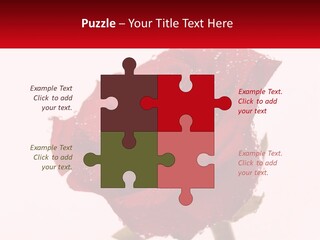 A Red Rose With Drops Of Water On It PowerPoint Template
