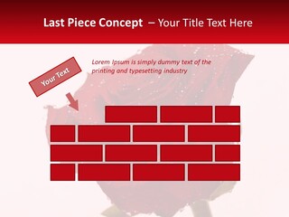 A Red Rose With Drops Of Water On It PowerPoint Template