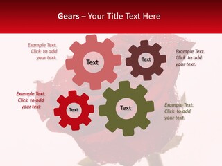 A Red Rose With Drops Of Water On It PowerPoint Template