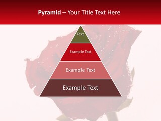 A Red Rose With Drops Of Water On It PowerPoint Template