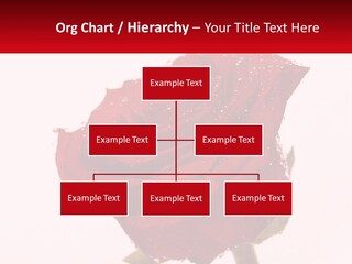 A Red Rose With Drops Of Water On It PowerPoint Template