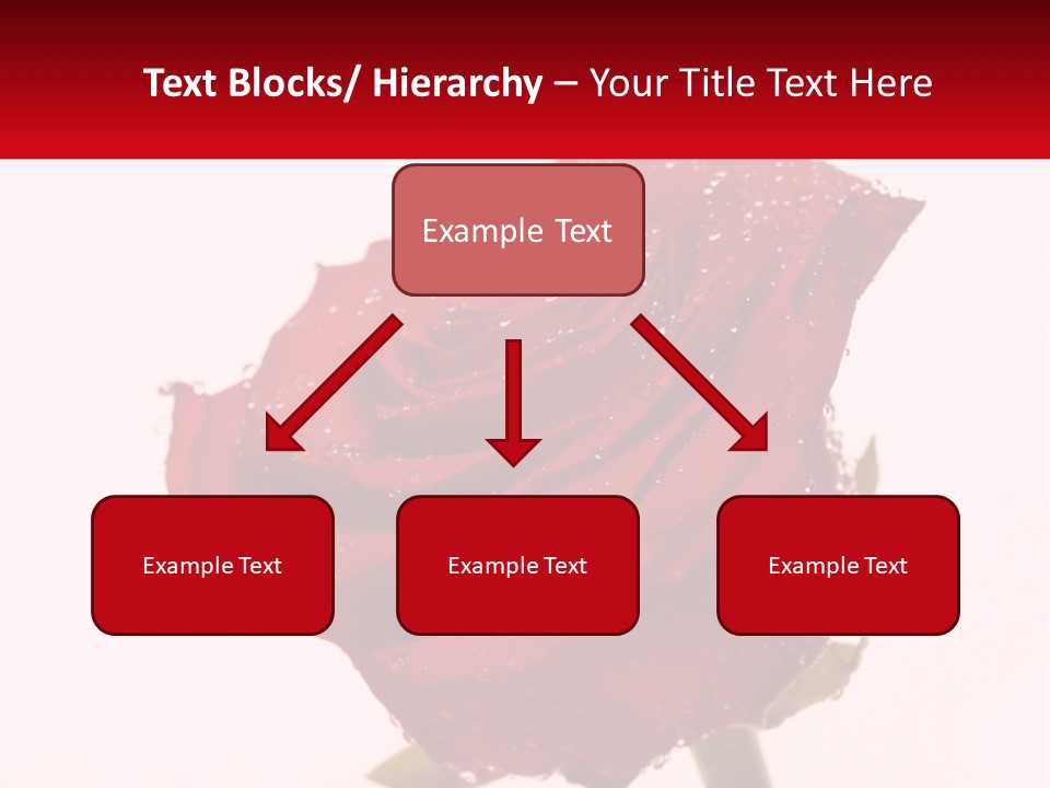 A Red Rose With Drops Of Water On It PowerPoint Template