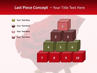 A Red Rose With Drops Of Water On It PowerPoint Template