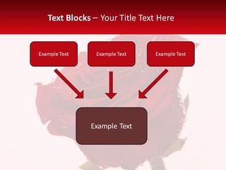 A Red Rose With Drops Of Water On It PowerPoint Template