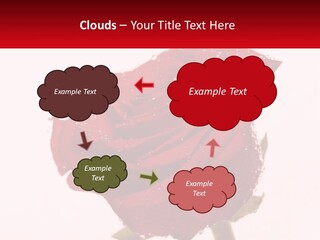 A Red Rose With Drops Of Water On It PowerPoint Template