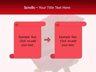 A Red Rose With Drops Of Water On It PowerPoint Template