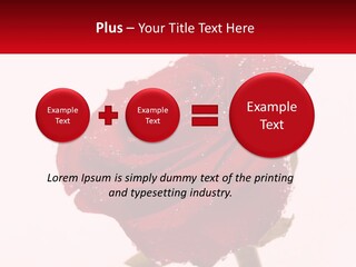 A Red Rose With Drops Of Water On It PowerPoint Template