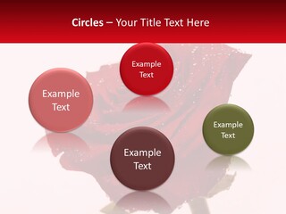 A Red Rose With Drops Of Water On It PowerPoint Template