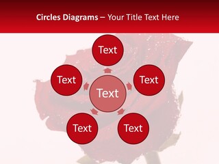A Red Rose With Drops Of Water On It PowerPoint Template