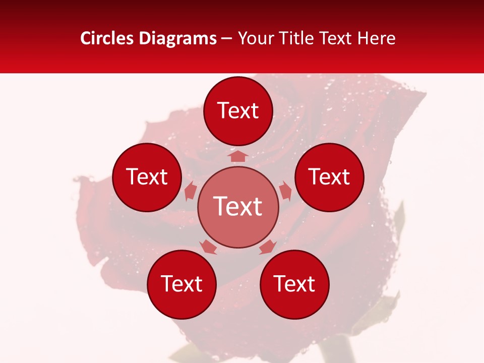 A Red Rose With Drops Of Water On It PowerPoint Template