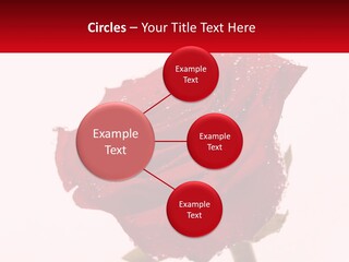 A Red Rose With Drops Of Water On It PowerPoint Template