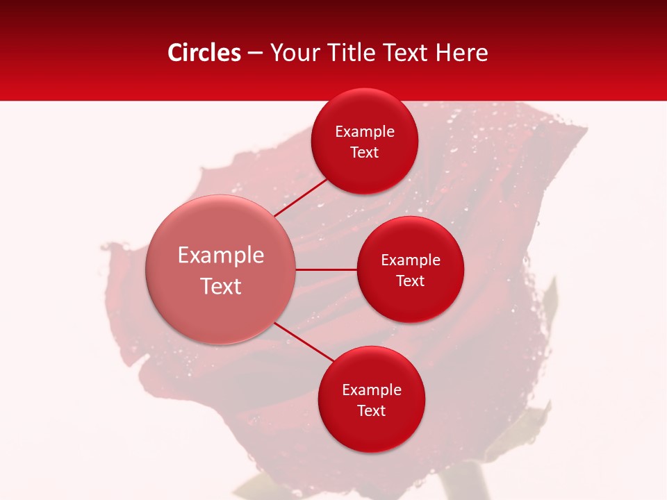 A Red Rose With Drops Of Water On It PowerPoint Template