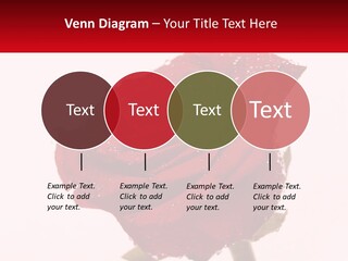 A Red Rose With Drops Of Water On It PowerPoint Template