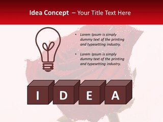 A Red Rose With Drops Of Water On It PowerPoint Template