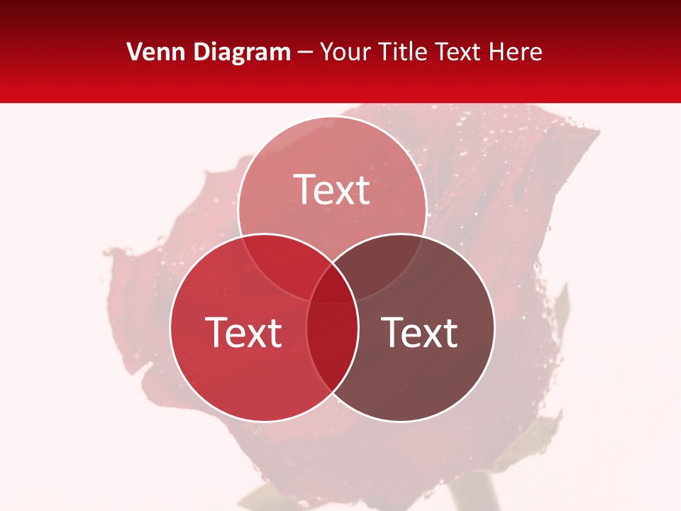 A Red Rose With Drops Of Water On It PowerPoint Template