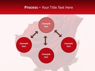 A Red Rose With Drops Of Water On It PowerPoint Template