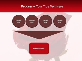 A Red Rose With Drops Of Water On It PowerPoint Template