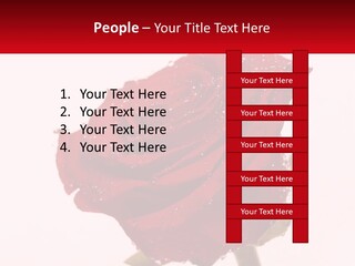 A Red Rose With Drops Of Water On It PowerPoint Template