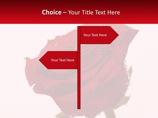 A Red Rose With Drops Of Water On It PowerPoint Template