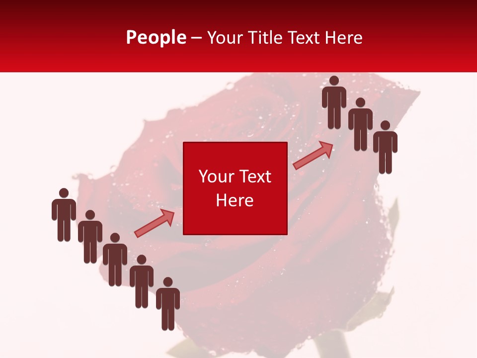 A Red Rose With Drops Of Water On It PowerPoint Template