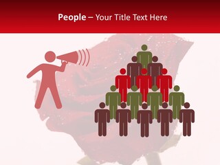 A Red Rose With Drops Of Water On It PowerPoint Template