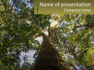 A Large Tree In The Middle Of A Forest PowerPoint Template