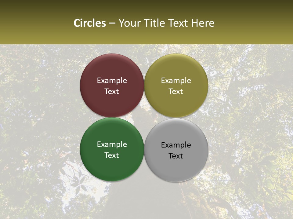 A Large Tree In The Middle Of A Forest PowerPoint Template